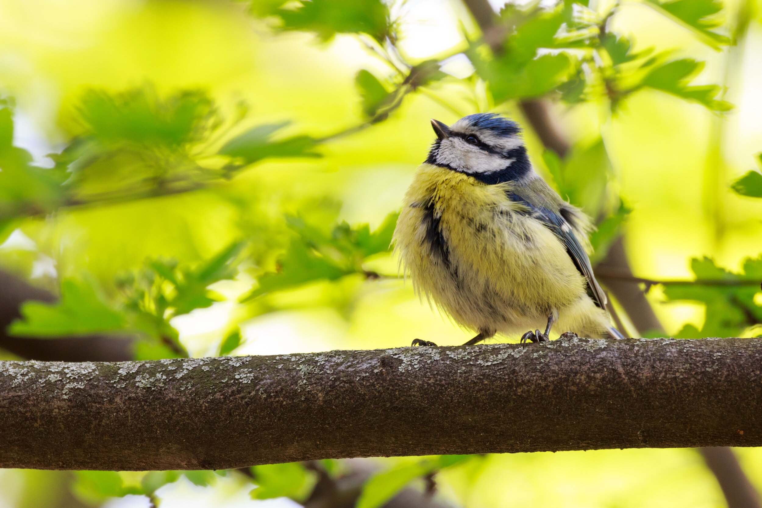 Eurasian blue tit with yellow breast and blue wings on lichen oak branch